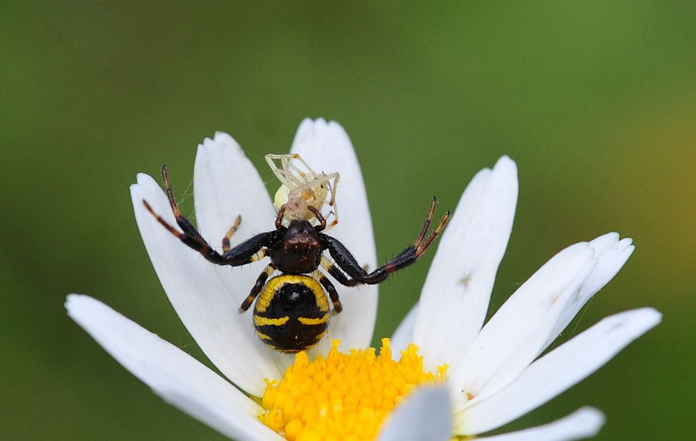 La vita in un fiore - seconda parte